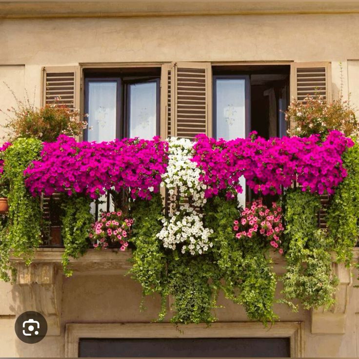 Ingin Balkon Cantik Tanpa Repot? Pilih 7 Tanaman Hias Tahan Banting Ini!