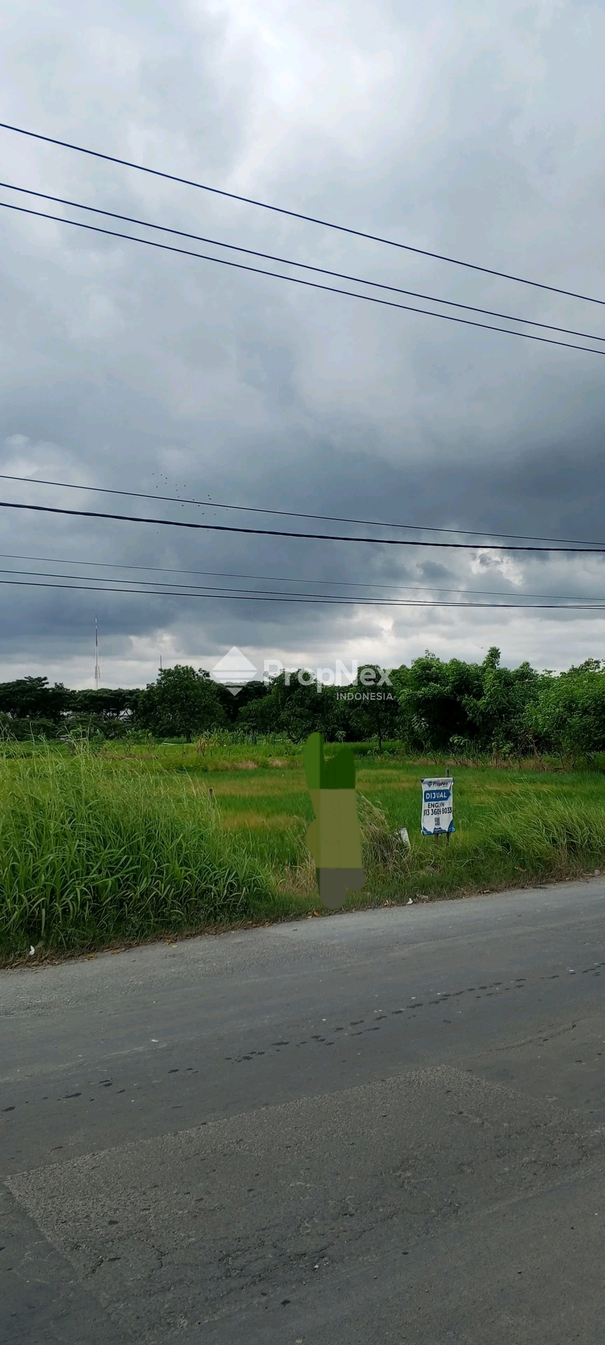alas malang