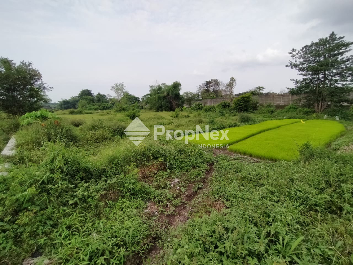Tanah Krangkeng Wetan Dukuhsari Sukorejo Pasuruan