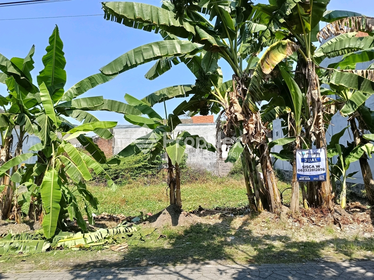 Bluru kidul