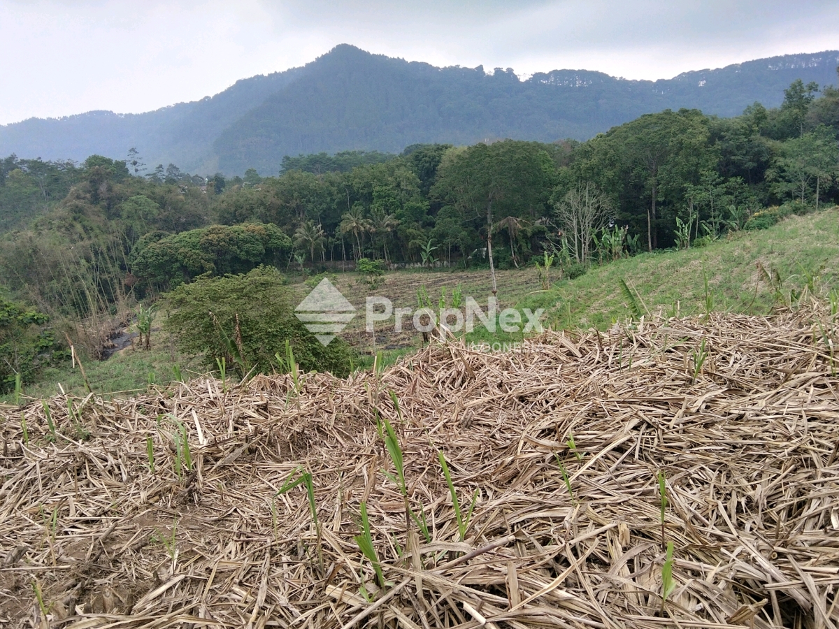 Tanah Perkebunan Sawiran Nongkojajar Luas 8 Ha Pasuruan — foto 5