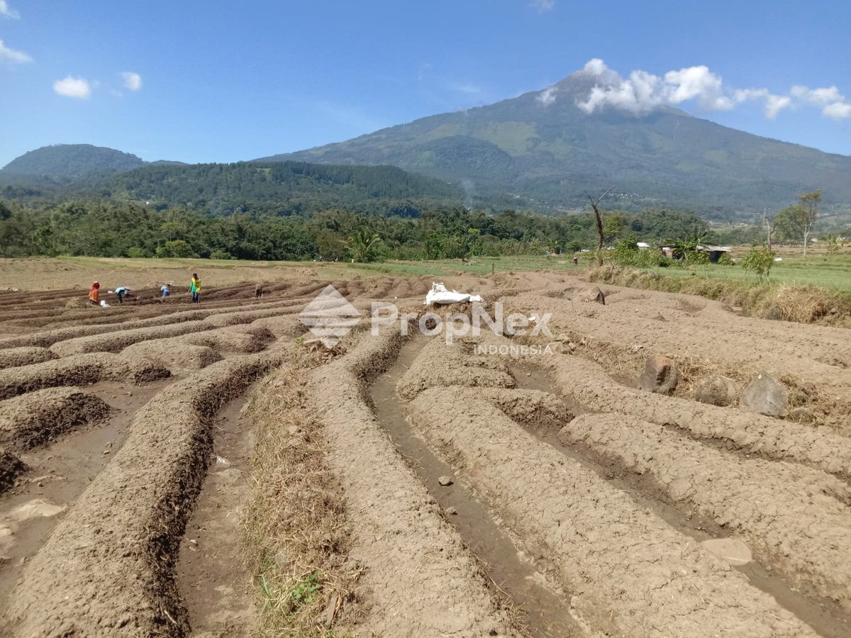 Tanah Siap Bangun Raya Petak Pacet