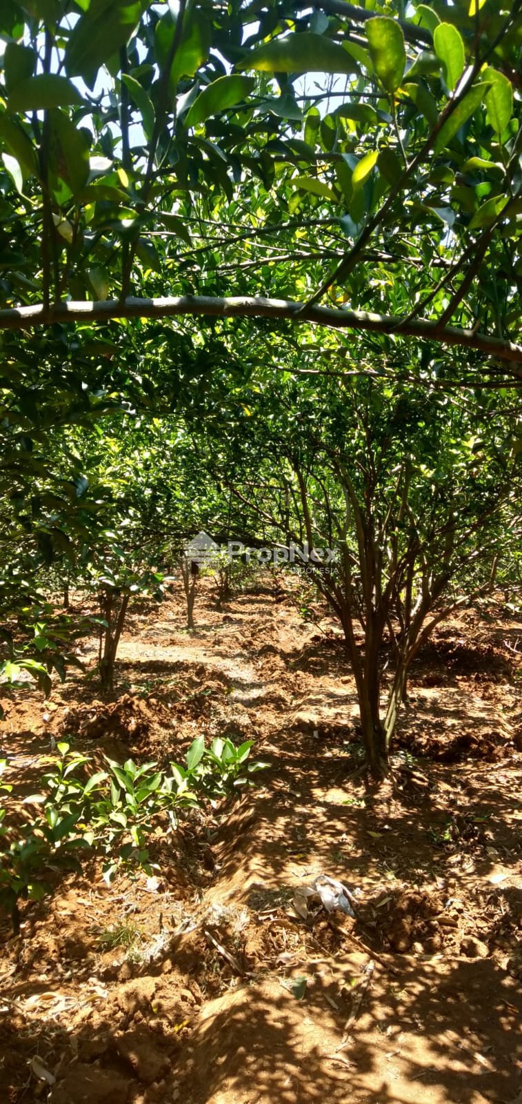 Kebun Jeruk Ponkam Lawang