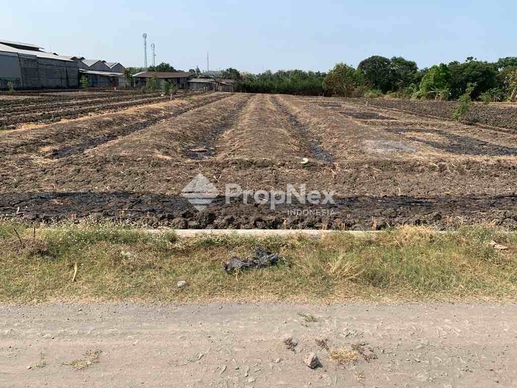 Tanah Jalan Raya Domas 300 m2