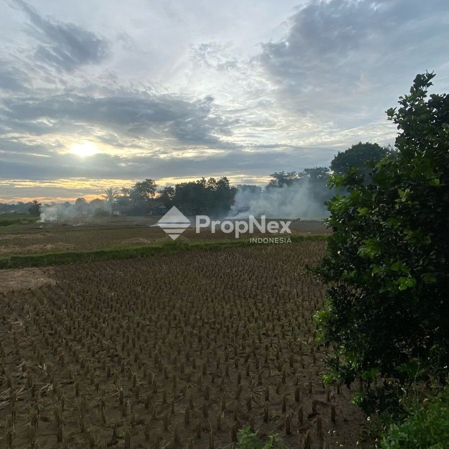 Tanah Sawah Padat Babat, Legok Tangerang Banten — foto 2