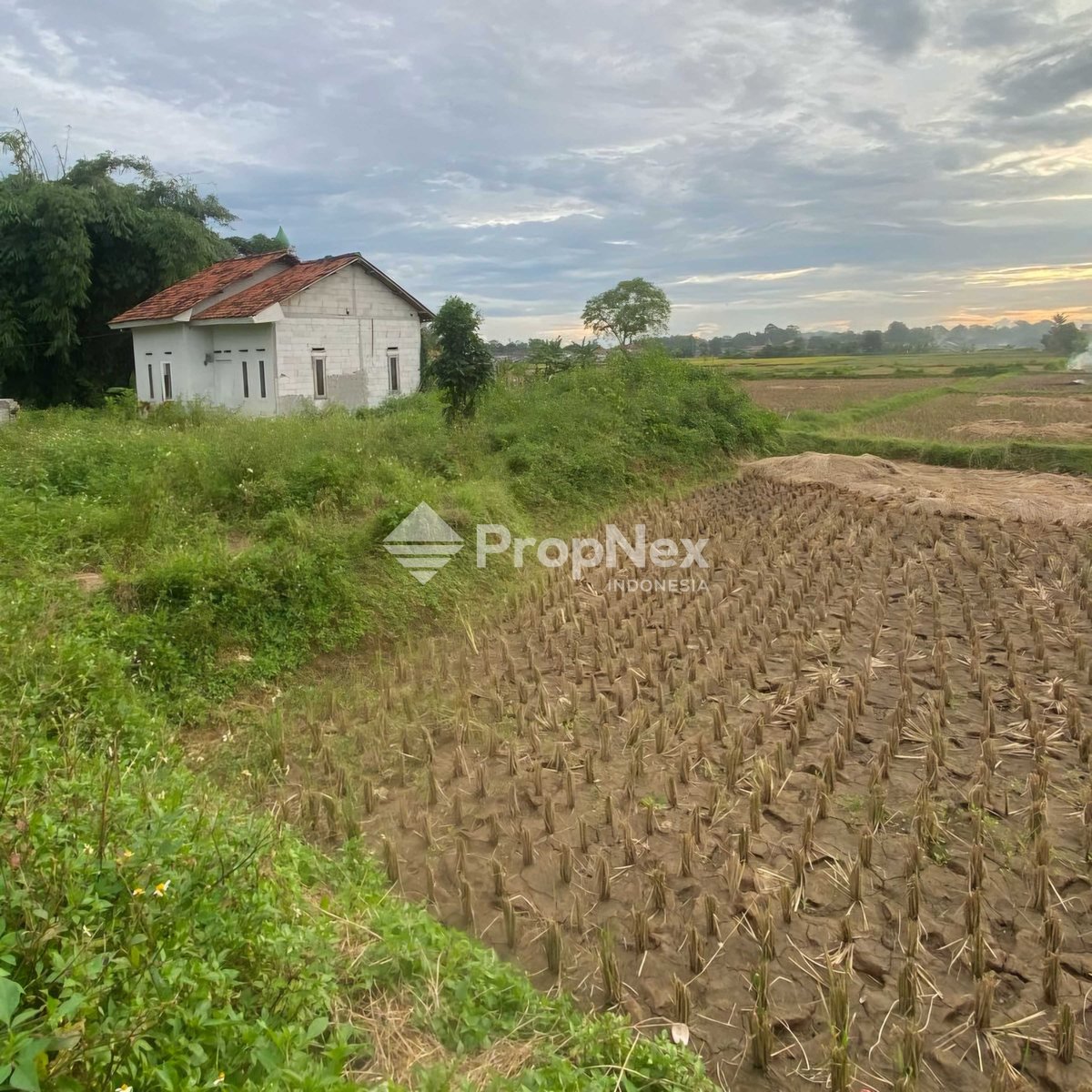 Tanah Sawah Padat Babat, Legok Tangerang Banten — foto 3