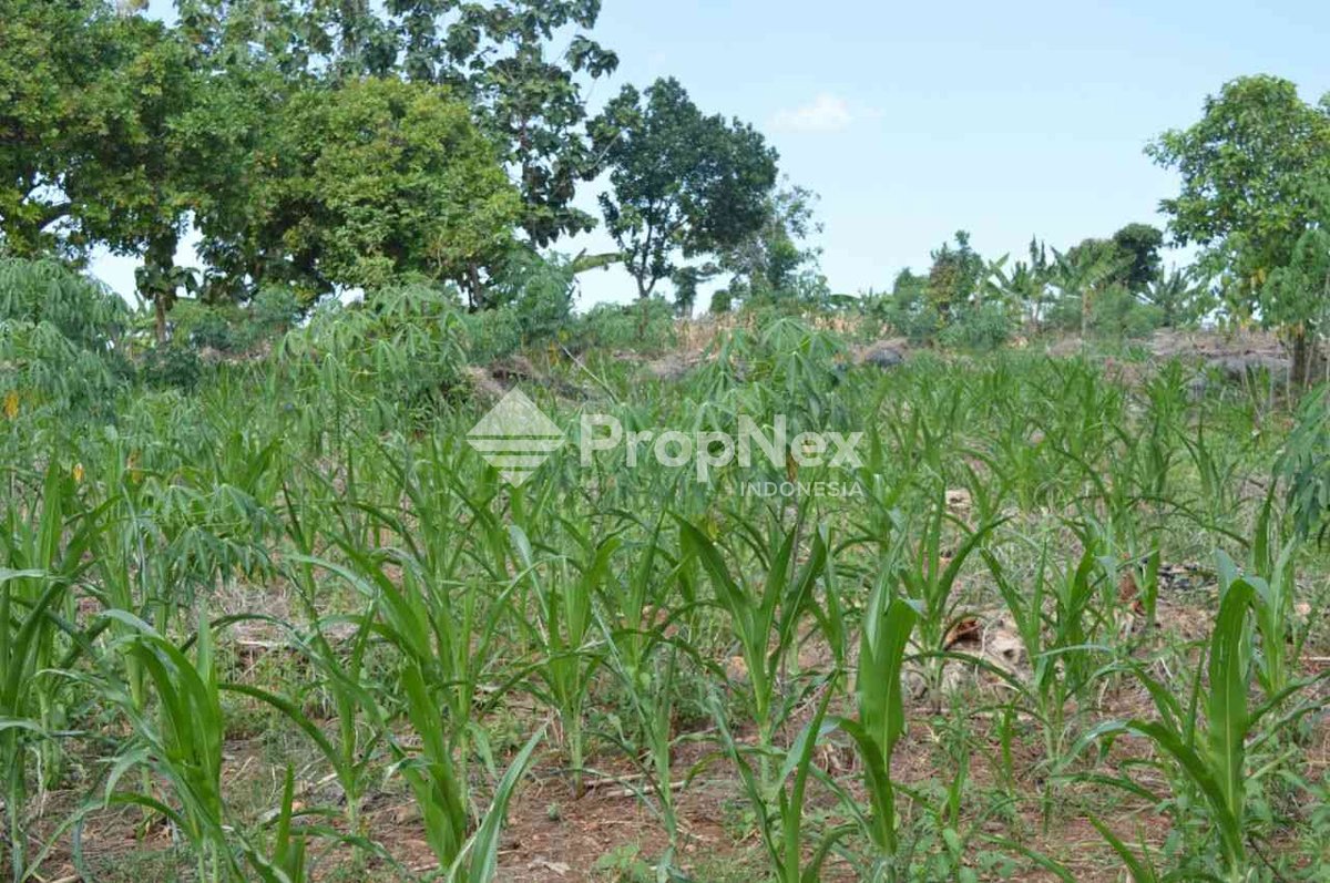 Dijual Gowa Tuban